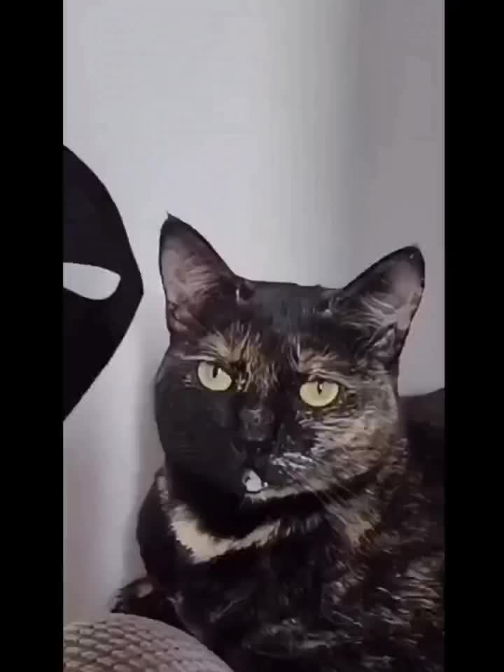 Kitten - Mask